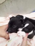Cachorrinhos