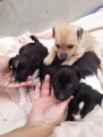 Cachorrinhos
