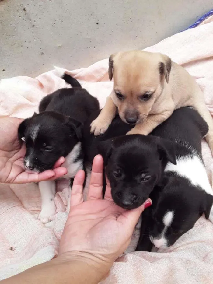 Cachorro raça Labrador/Viralata idade Abaixo de 2 meses nome Cachorrinhos