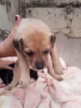 Cachorrinhos