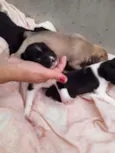 Cachorrinhos