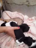 Cachorrinhos