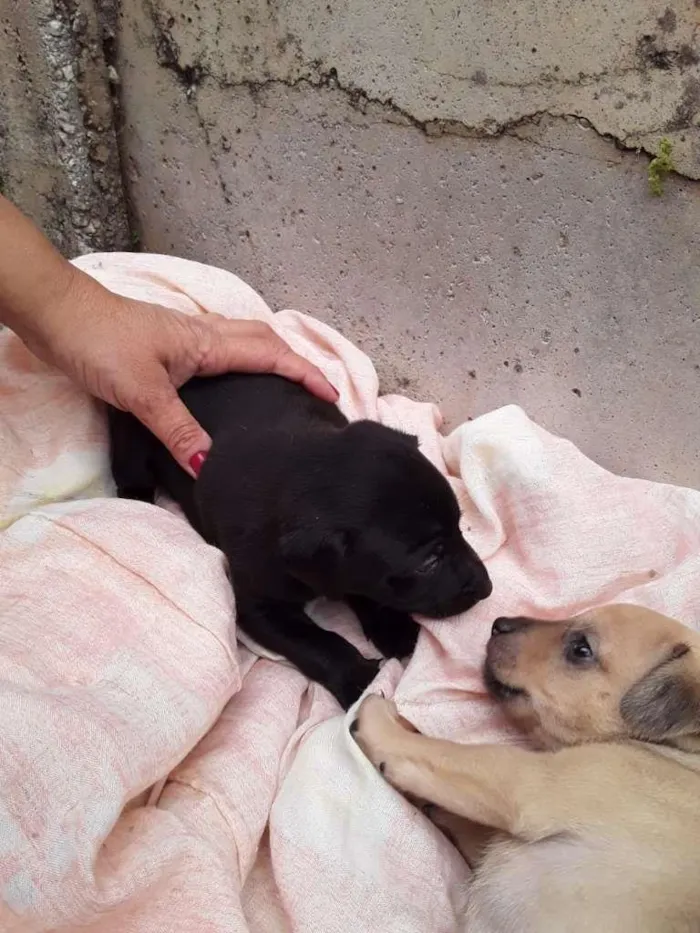 Cachorro raça Labrador/Viralata idade Abaixo de 2 meses nome Cachorrinhos
