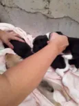 Cachorrinhos