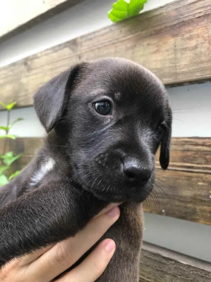 Cachorro raça Sem Raça Definida idade Abaixo de 2 meses nome Sem nome