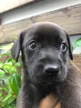 Cachorro raça Sem Raça Definida idade Abaixo de 2 meses nome Sem nome