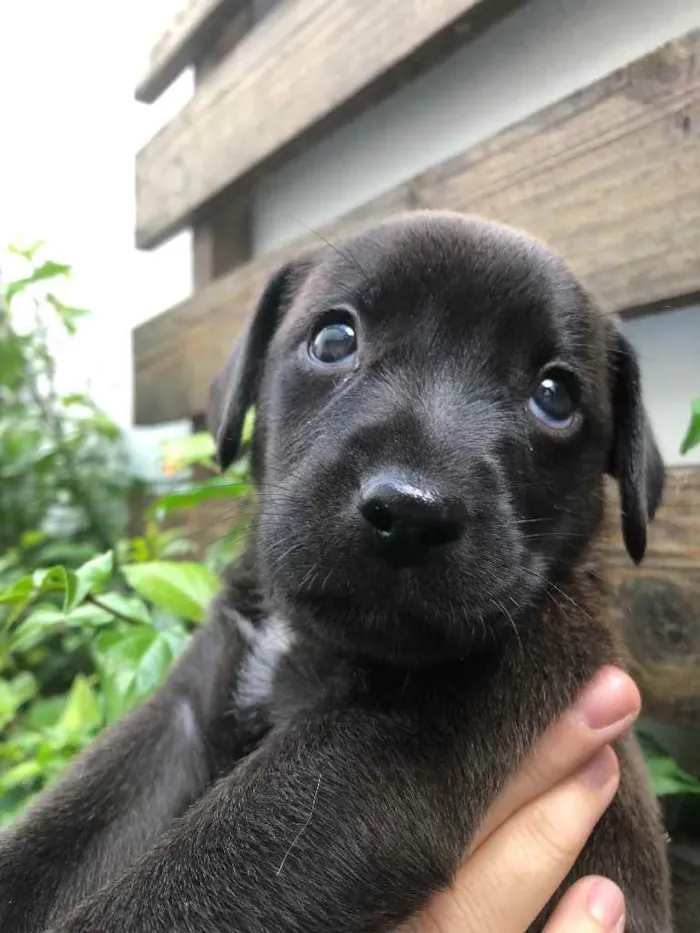 Cachorro raça Sem Raça Definida idade Abaixo de 2 meses nome Sem nome