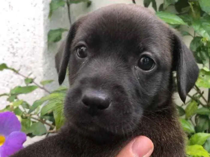Cachorro raça Sem Raça Definida idade Abaixo de 2 meses nome Sem nome