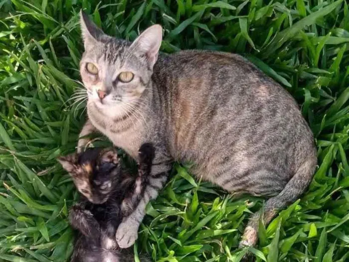 Gato ra a  idade 2 a 6 meses nome NÃO seis