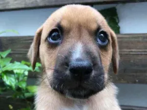 Cachorro raça Sem Raça Definida idade Abaixo de 2 meses nome Sem nome