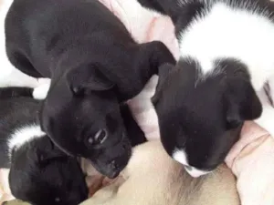 Cachorro raça Labrador/Viralata idade Abaixo de 2 meses nome Cachorrinhos