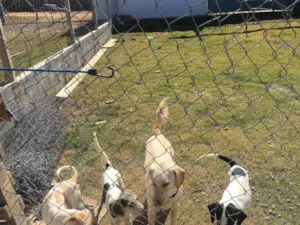 Cachorro raça SRD idade 2 a 6 meses nome Dengoso 