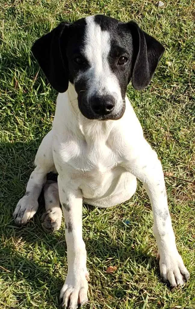 Cachorro raça SRD idade 2 a 6 meses nome Dengoso 