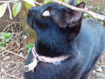 Gato raça Vira lata Preta idade 2 anos nome Quitéria 