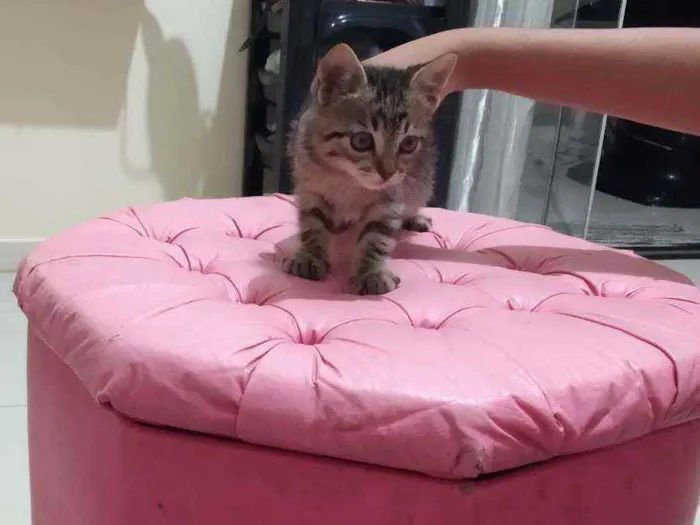Gato ra a  idade 2 a 6 meses nome Sem nome