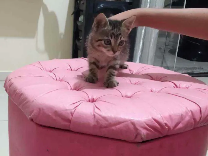 Gato ra a Vira lata idade 2 a 6 meses nome Sem nome
