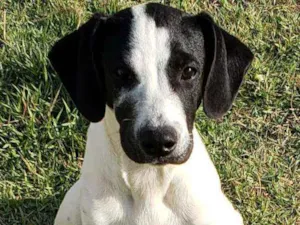Cachorro raça SRD idade 2 a 6 meses nome Dengoso