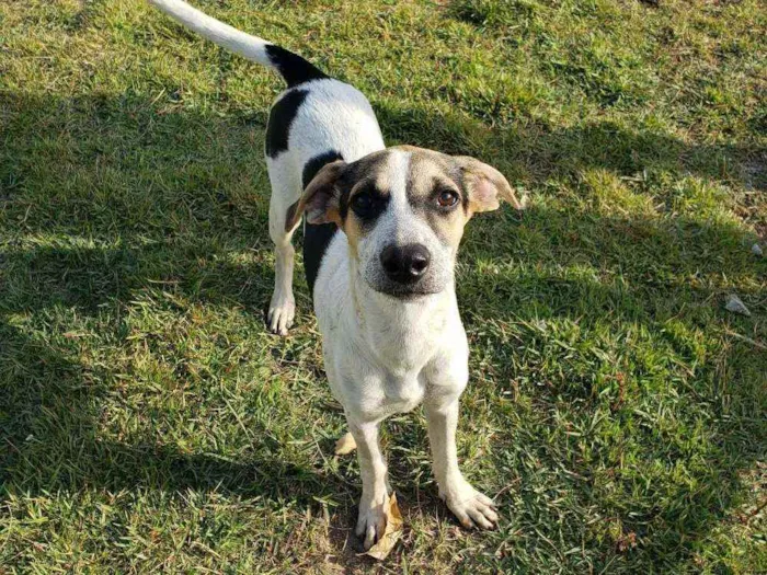 Cachorro raça Srd idade 2 a 6 meses nome PIPOCA