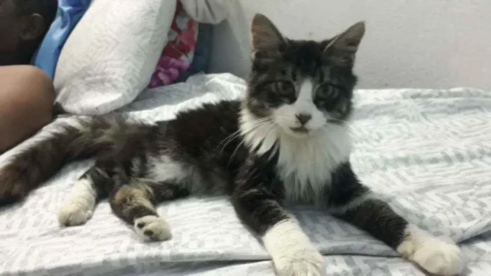 Gato raça  idade 2 a 6 meses nome Pingo