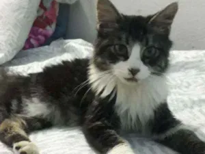 Gato raça  idade 2 a 6 meses nome Pingo