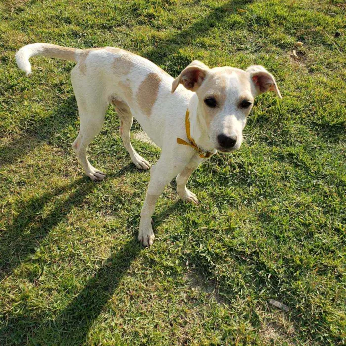 Cachorro raça SRD idade 2 a 6 meses nome Milk