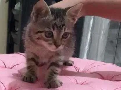 Gato ra a Vira lata idade 2 a 6 meses nome Sem nome