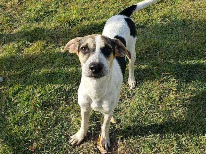 Cachorro raça Srd idade 2 a 6 meses nome PIPOCA