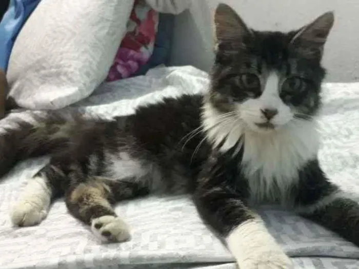 Gato raça  idade 2 a 6 meses nome Pingo