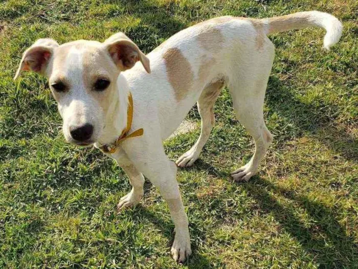 Cachorro raça SRD idade 2 a 6 meses nome Milk