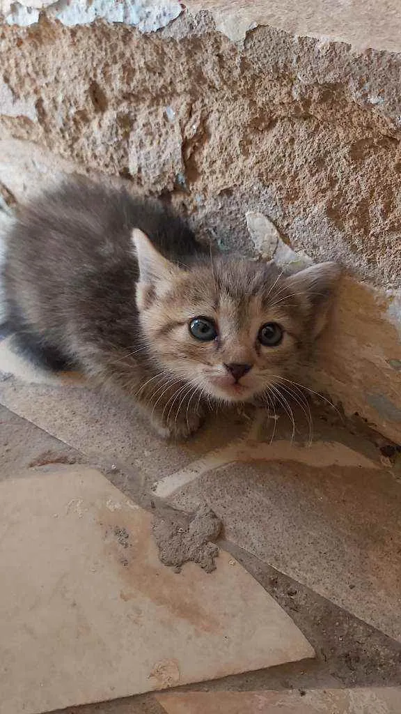 Gato ra a Não sei idade Abaixo de 2 meses nome Não tem 