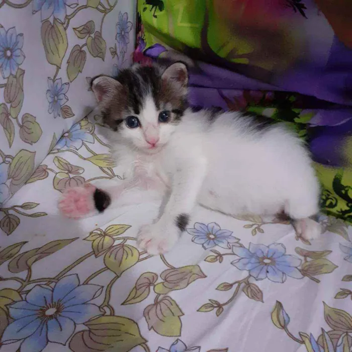 Gato raça Sem raca idade Abaixo de 2 meses nome Tina