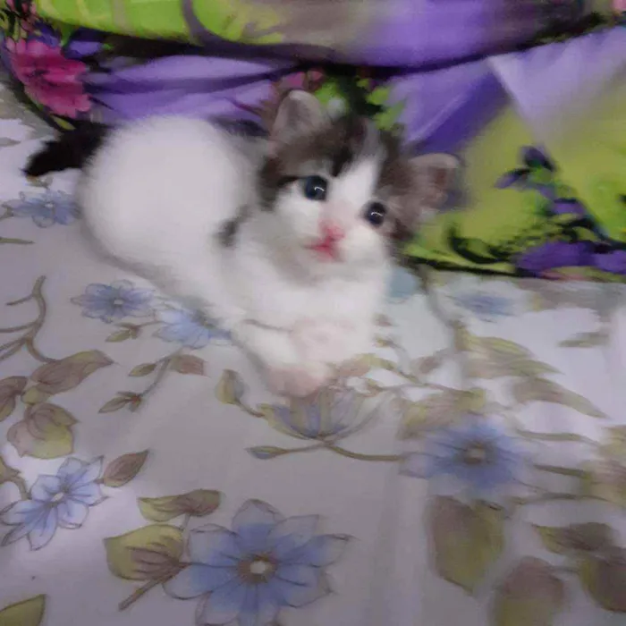 Gato raça Sem raca idade Abaixo de 2 meses nome Tina