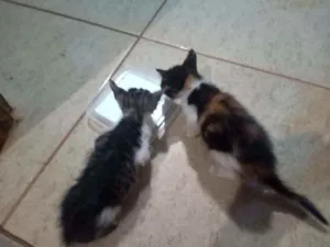 Gato raça Vira lata idade Abaixo de 2 meses nome Nome a ser escolhido