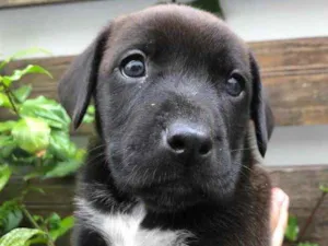 Cachorro raça Sem Raça Definida idade Abaixo de 2 meses nome Sem nome