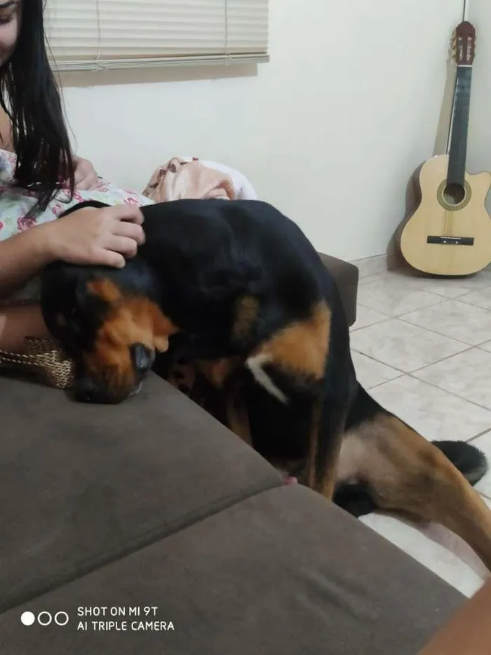 Cachorro ra a Rottweiler idade 2 anos nome Tanos