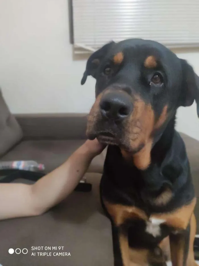 Cachorro ra a Rottweiler idade 2 anos nome Tanos