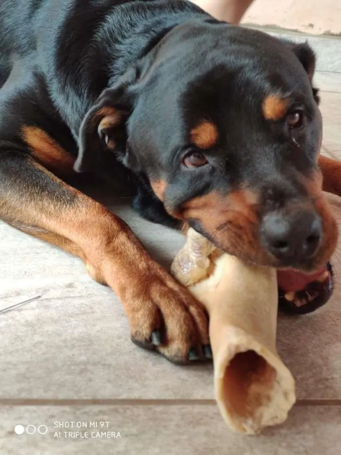 Cachorro ra a Rottweiler idade 2 anos nome Tanos