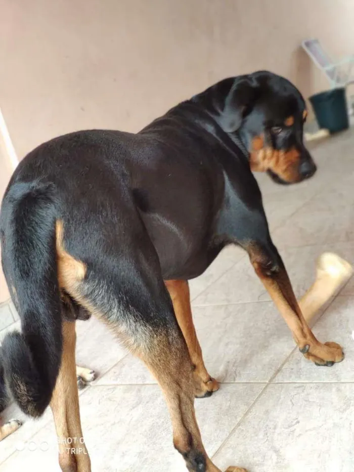 Cachorro ra a Rottweiler idade 2 anos nome Tanos