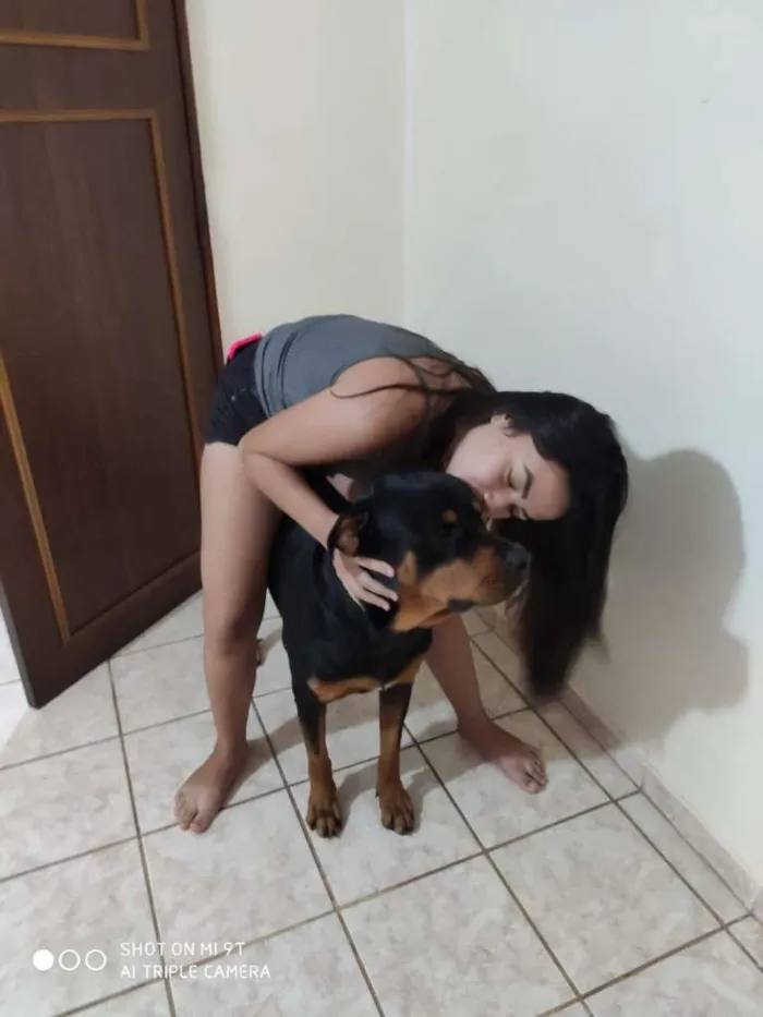 Cachorro ra a Rottweiler idade 2 anos nome Tanos