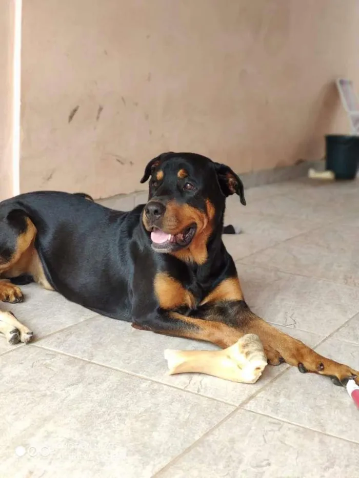 Cachorro ra a Rottweiler idade 2 anos nome Tanos