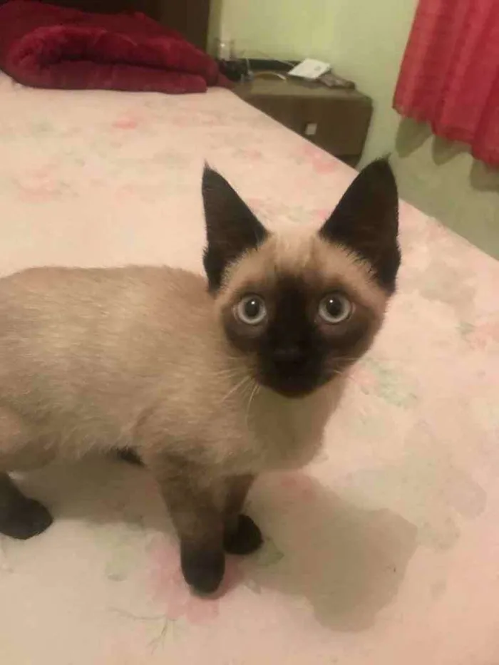 Gato ra a Siamês  idade 2 a 6 meses nome Suzy