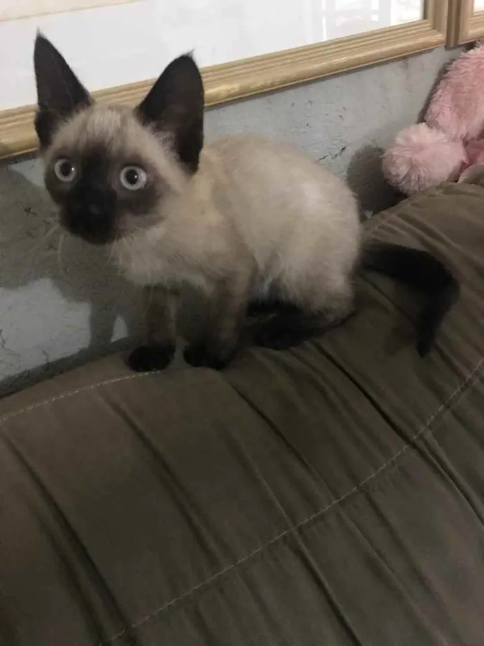 Gato ra a Siamês  idade 2 a 6 meses nome Suzy