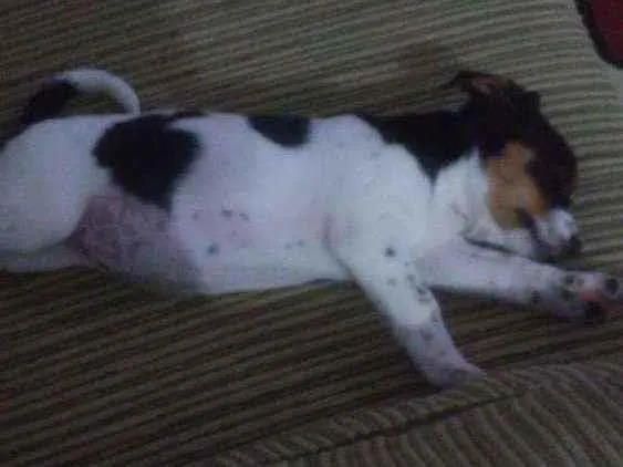 Cachorro ra a Srd idade 2 a 6 meses nome Mimosa