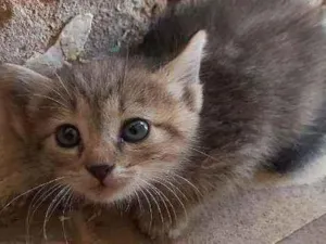 Gato raça Não sei idade Abaixo de 2 meses nome Não tem 