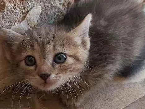 Gato ra a Não sei idade Abaixo de 2 meses nome Não tem 