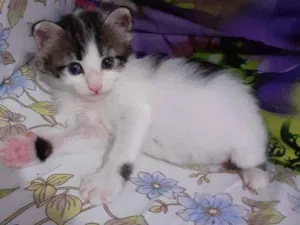 Gato raça Sem raca idade Abaixo de 2 meses nome Tina