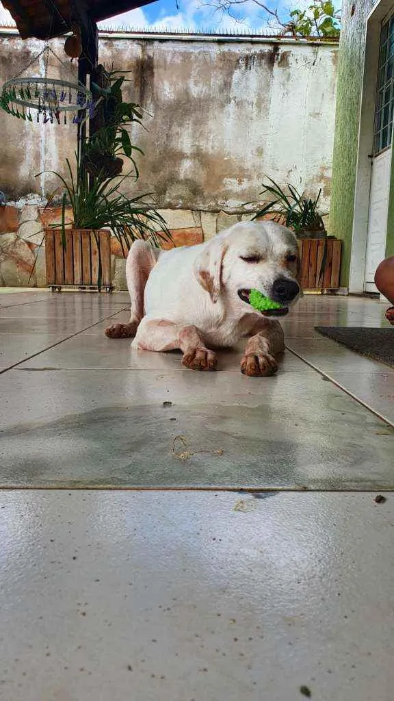 Cachorro ra a SRD idade 1 ano nome Biscoito 