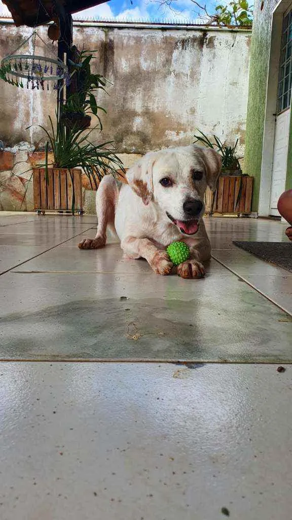 Cachorro ra a SRD idade 1 ano nome Biscoito 