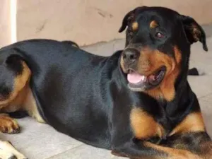 Cachorro raça Rottweiler idade 2 anos nome Tanos