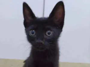 Gato raça SRD  idade 2 a 6 meses nome Tina 